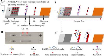 A CRISPR-Cas12b–Based Platform for Ultrasensitive, Rapid, and Highly Specific Detection of Hepatitis B Virus Genotypes B and C in Clinical Application